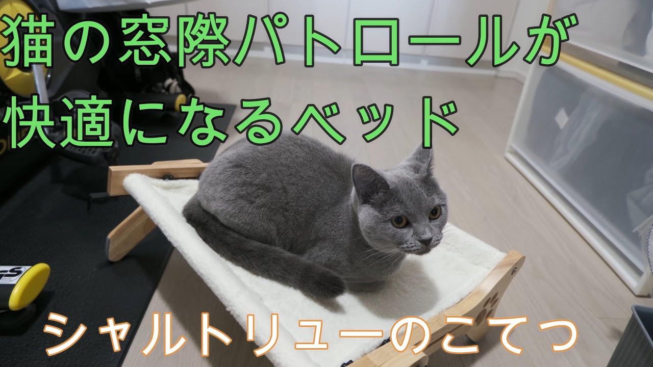 猫の窓際パトロールが快適にするベッド！？シャルトリューのこてつ