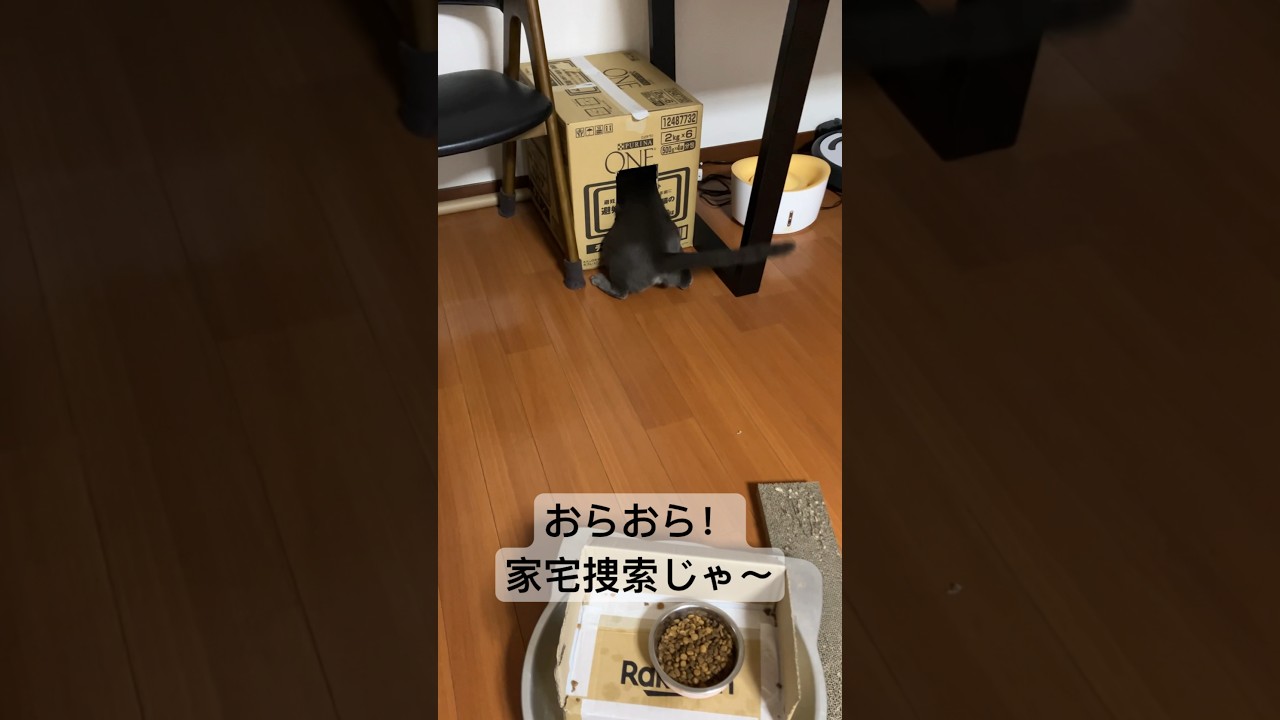 ダンボールハウスを巡ってもめる、ロシアンブルーとシンガプーラ