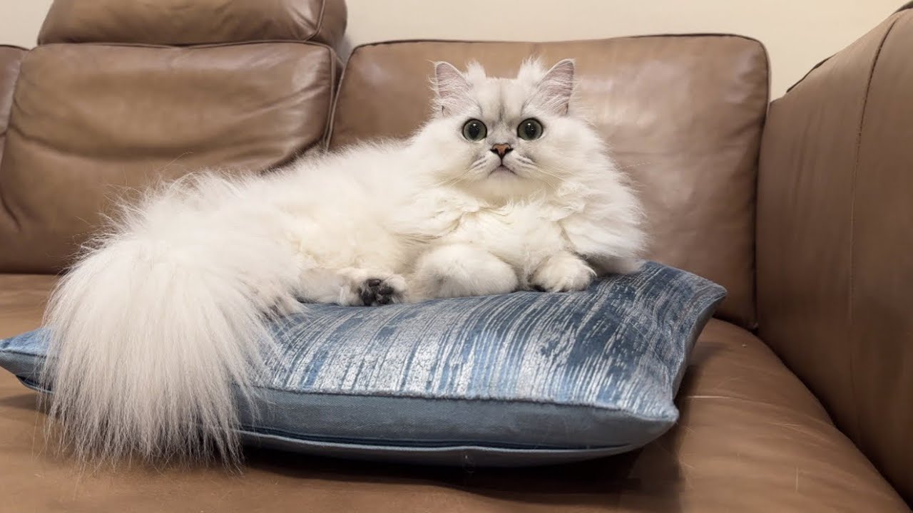飼い主のクッションを占領するお猫さまが可愛い