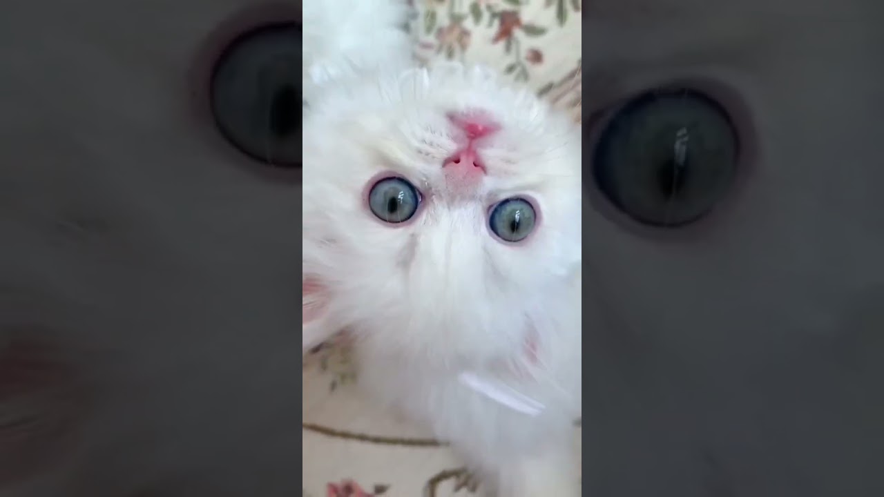 子猫もちまる日記#子猫#Shorts