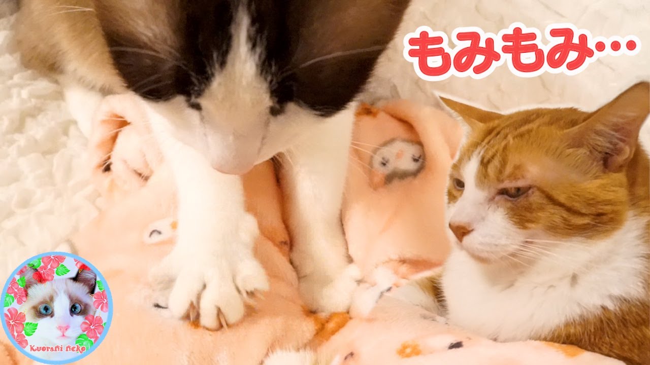 こねこね職人猫がでぶ猫にパンチをされたのはなぜ？ Making biscuits