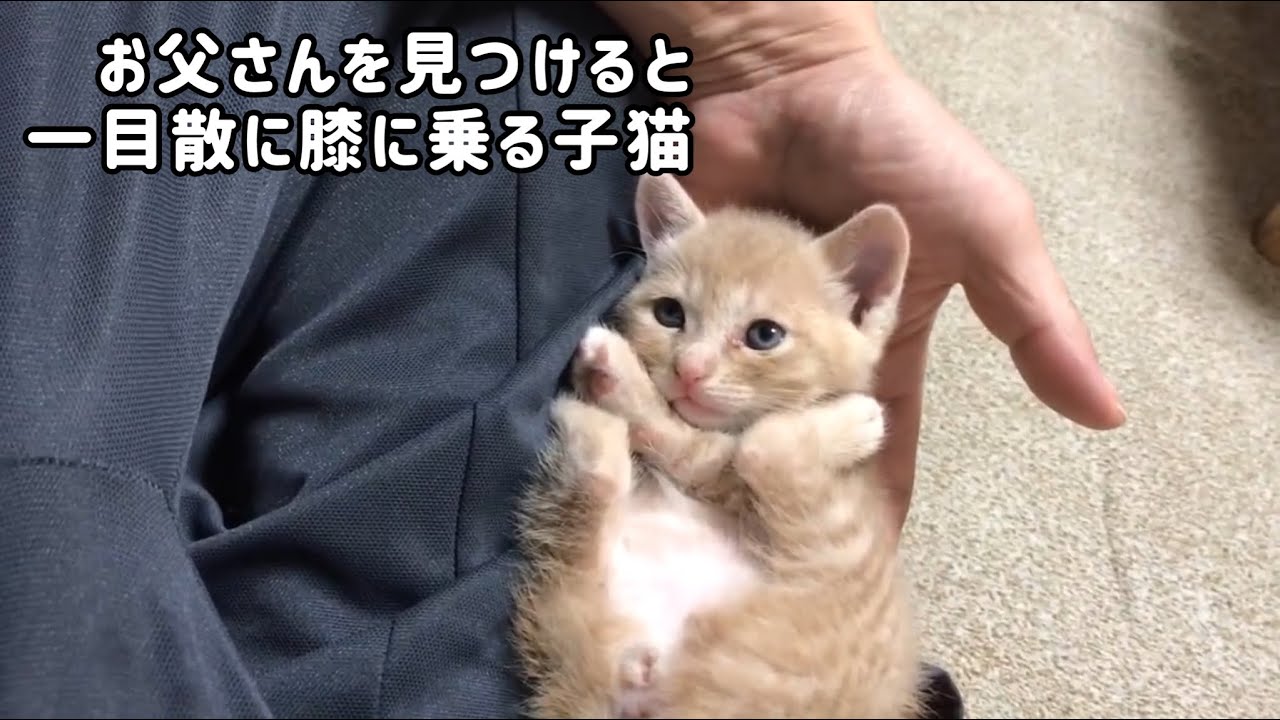 お父さんを見つけたら一目散に膝に乗ってくる子猫