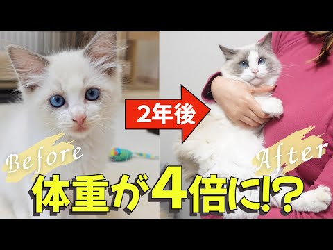 ラグドールの子猫が２歳になるまでを振り返ってみた！！【ラグドールは飼いやすい？成長による性格や体重の変化もご紹介します♪】