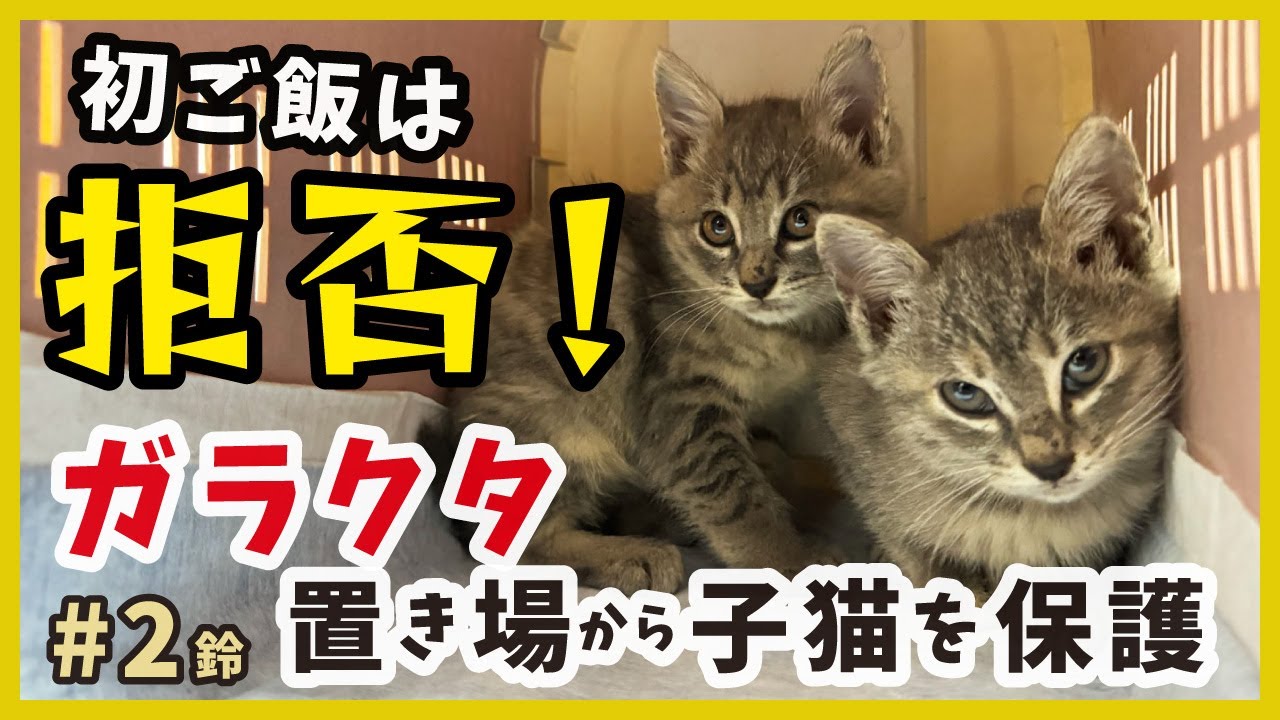【猫 ガラクタ山から保護】保護した子猫は初ご飯を断固拒否？でも、その姿がいじらしく可愛い。【保護猫・鈴2】/silver kitten