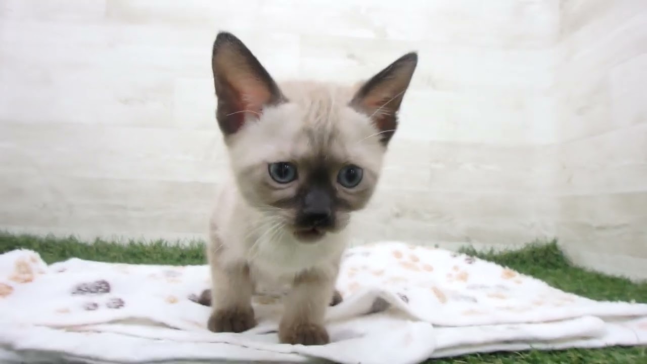 Coo&RIKU　No00656152 バーミーズ