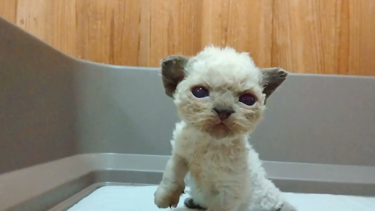 デボンレックス　仮名エリクト