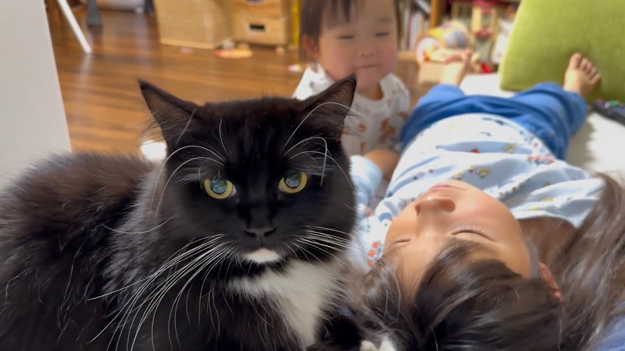 歯磨きの邪魔をする猫　ラガマフィンA cat that gets in the way of brushing your teeth. Ragamuffin