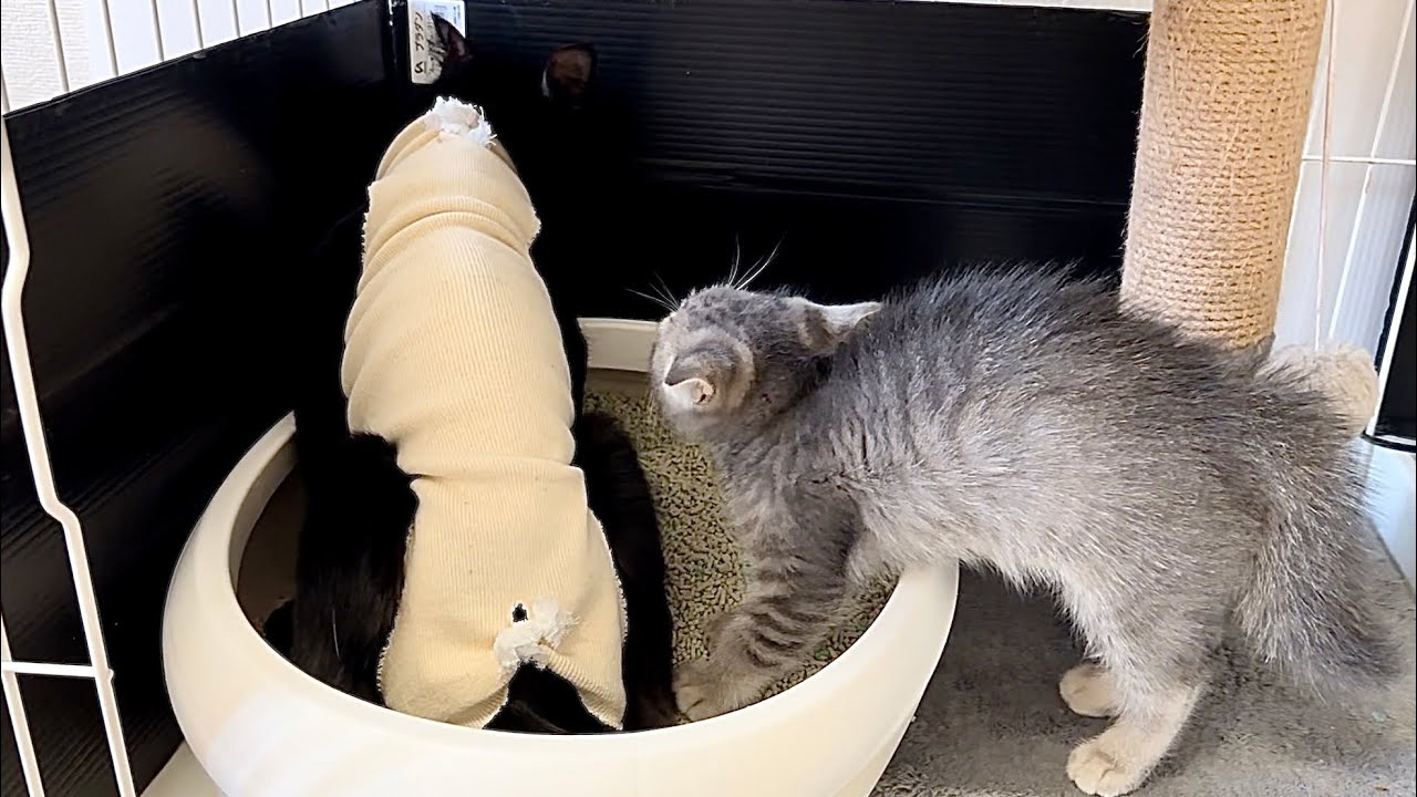 見知らぬ猫にトイレを占領されたと勘違いして逆毛MAXの子猫