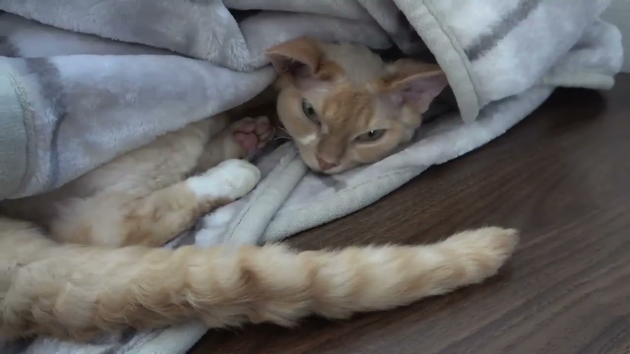 デボンレックス兄が私の勉強に付き合ってくれました(Devon Rex cat encouraged me to study)