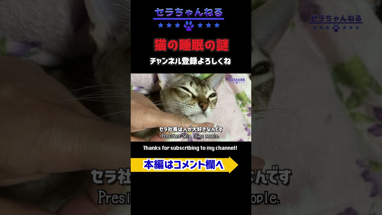 #kitten #cat #シンガプーラ #ねこ #キャット #シンガープーラ #shorts