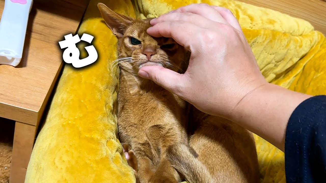 子猫、おこです。