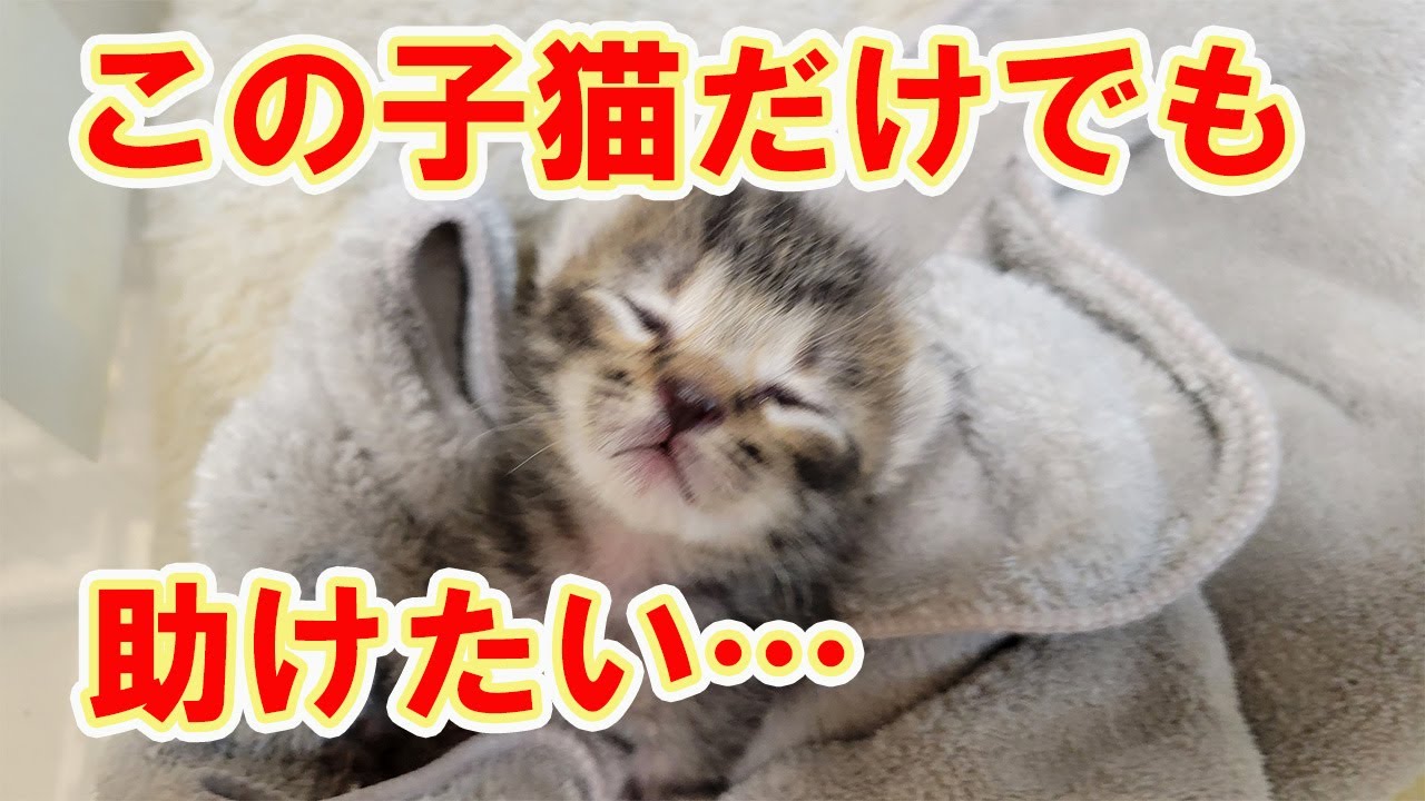 【保護猫】レスキューした子猫⑦小さい子のお見送り…