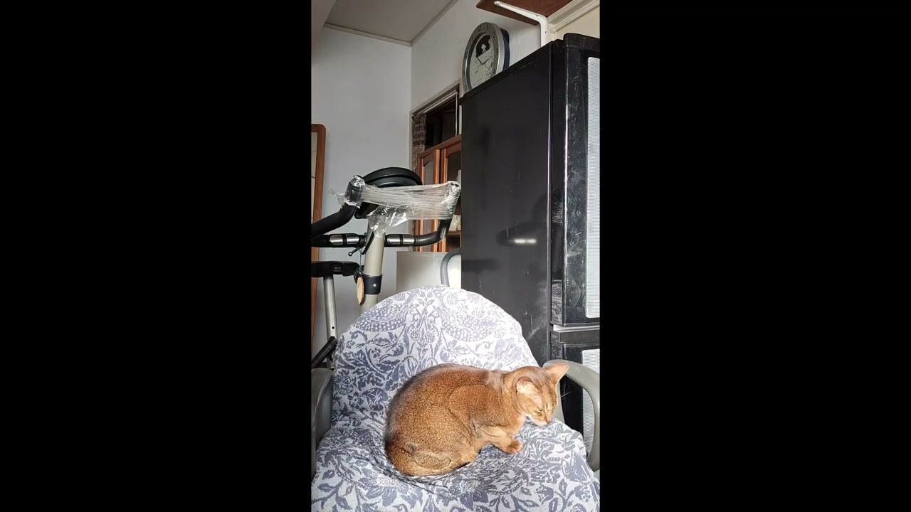 ネコ動画あび＃2557　あびの毎日　アビシニアン　あび