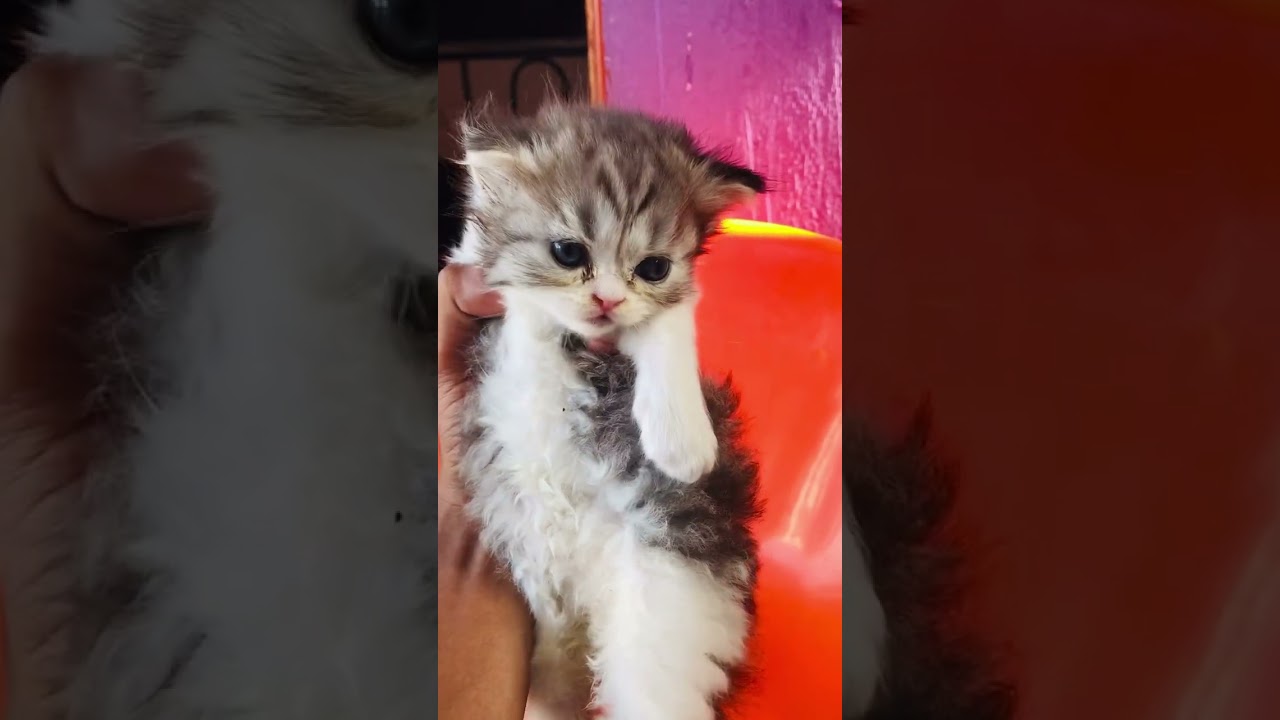 Cute little kitten #cat #shortsclip #kitten #lookinglikeawow #catlover #animal #animallover #cute