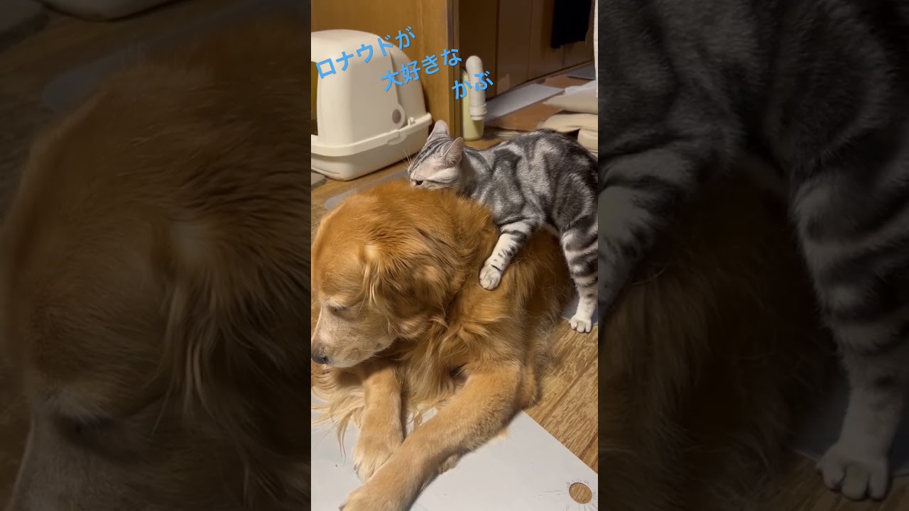 大きくなって乗りにくくなった😅 #アメリカンショートヘアー  #ゴールデンレトリバー