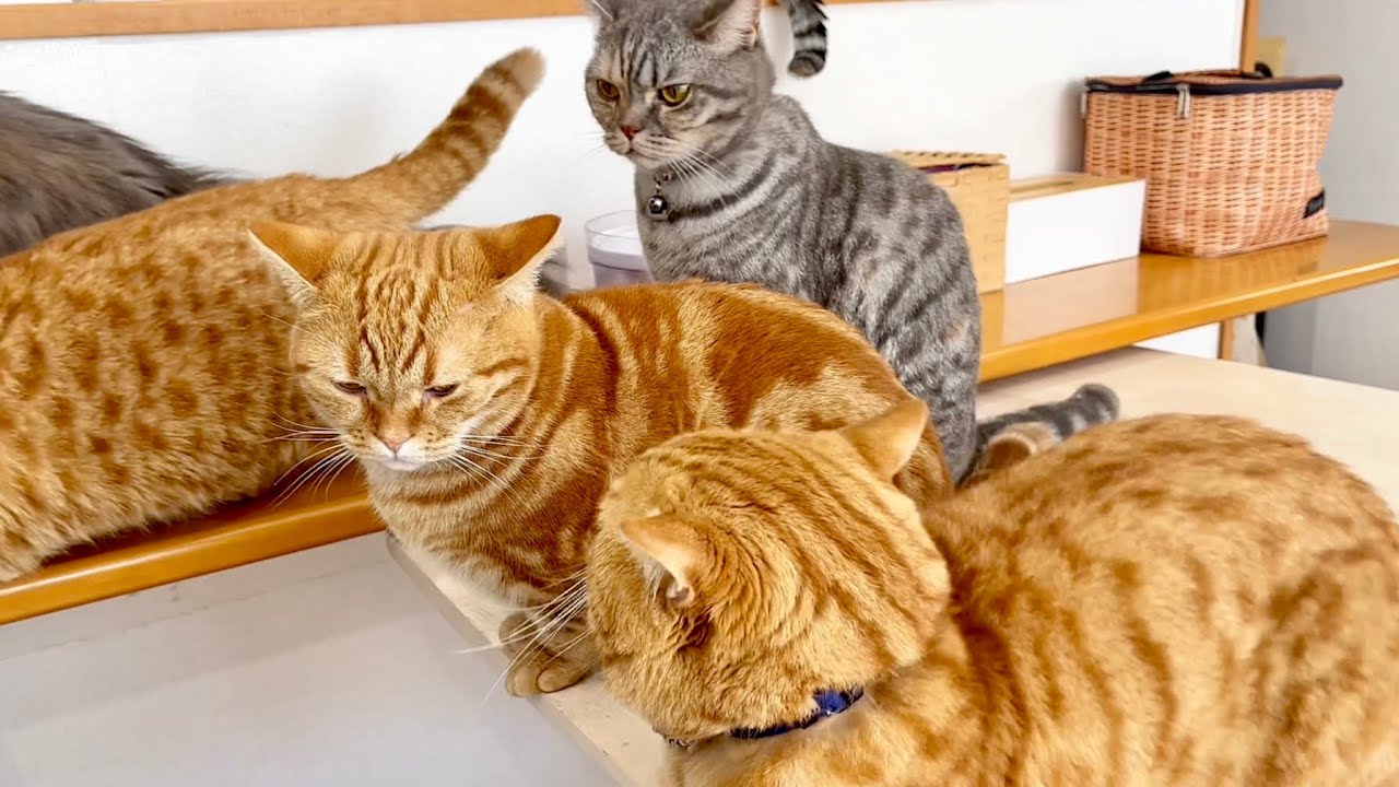 その哀しき瞳で荒れ狂うパパ猫を後退させるちゃびくん #猫 #マンチカン