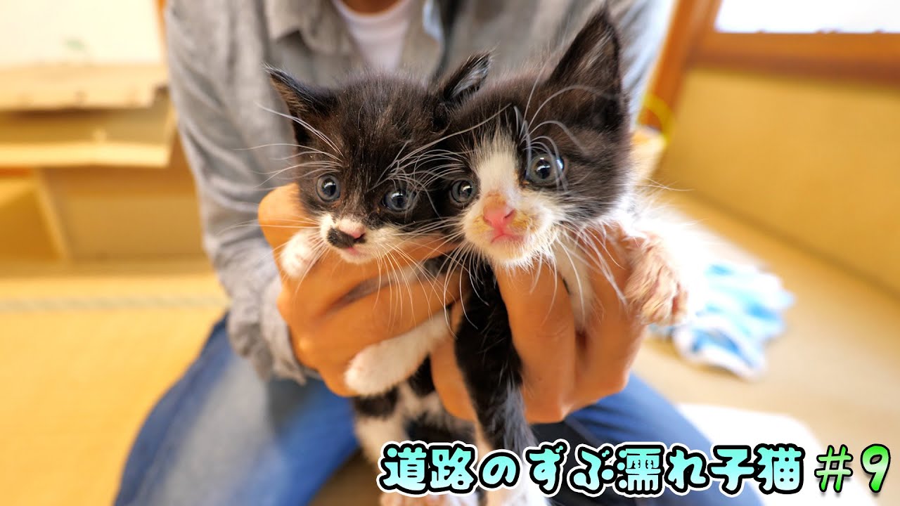 初めての体重測定とスポイトミルクで白鼻ちゃん大暴れ！【道路のずぶ濡れ子猫 #9】