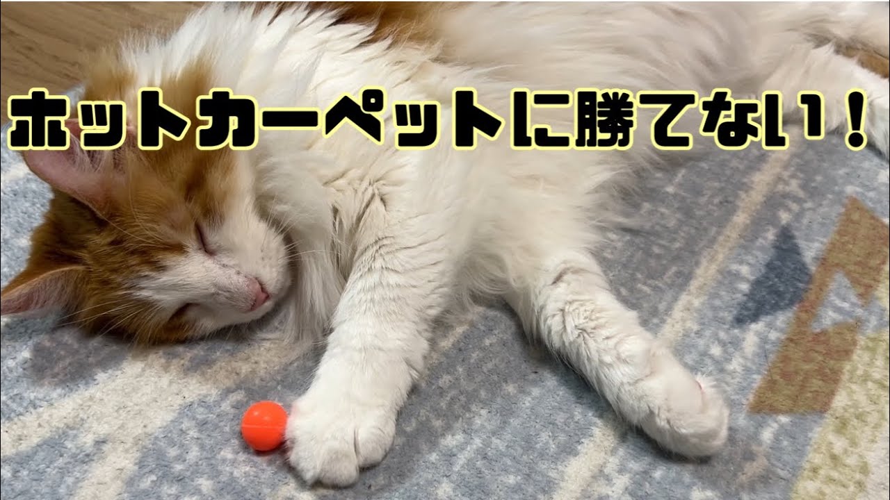 ホットカーペットに負けてボール遊びに集中できない猫【マリー（メインクーン）】