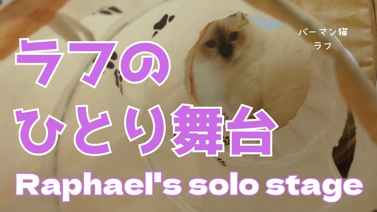 バーマン猫ラフとガブとウリ【ラフのひとり舞台】Raphael's solo stage（バーマン猫）Birman/Cat