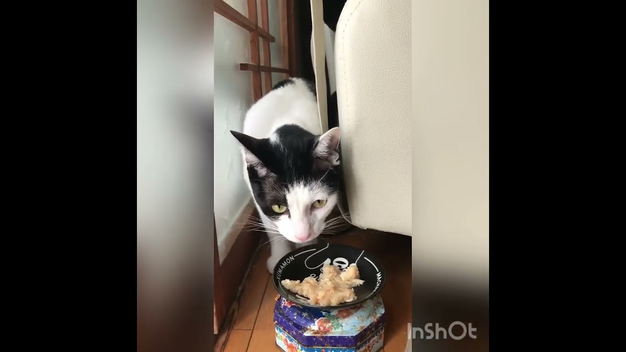 隠れ家の入り口にご飯を置いてもらったけど「見られたら落ちついて食べれないにゃ」