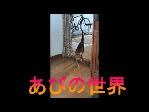ネコ動画あび＃2543　あびの毎日　アビシニアン　あび