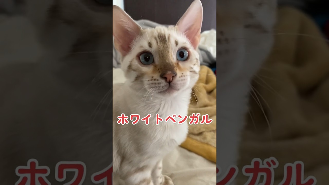 【子猫動画】ホワイトベンガル　生後4ヶ月！　私の一番かわいいところ　ベンガル猫　ネコ　ねこ　#bengalcat #cat #ベンガル #ベンガル猫 #ベンガル子猫 #子猫 #bengal #猫