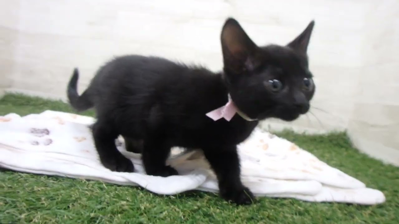 Coo&RIKU　No00656169 ボンベイ