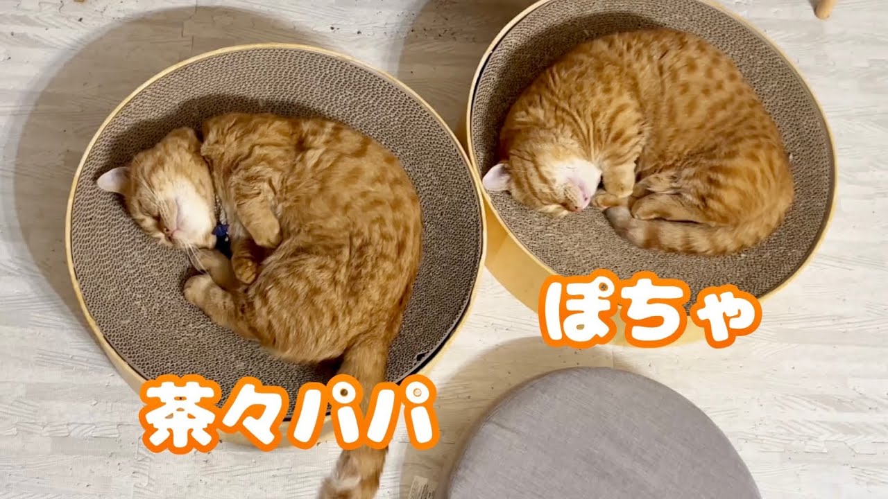 茶々くんとぽちゃくんが仲良く並んで寝てた夜 #猫 #マンチカン