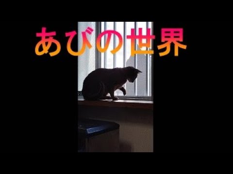 ネコ動画あび＃2548　あびの毎日　アビシニアン　あび