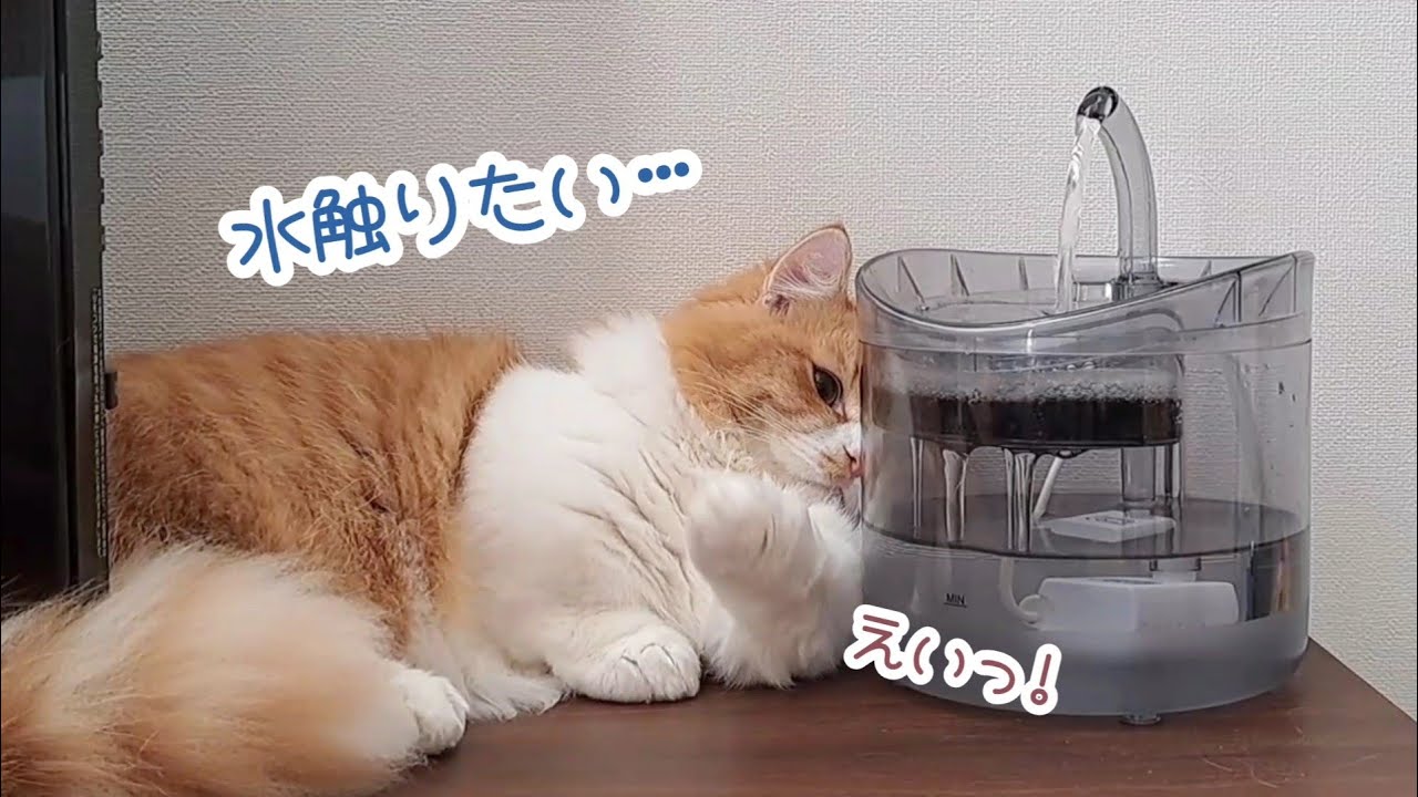 【マンチカン】自動給水器の水を触りたい子猫がこうなっちゃいました
