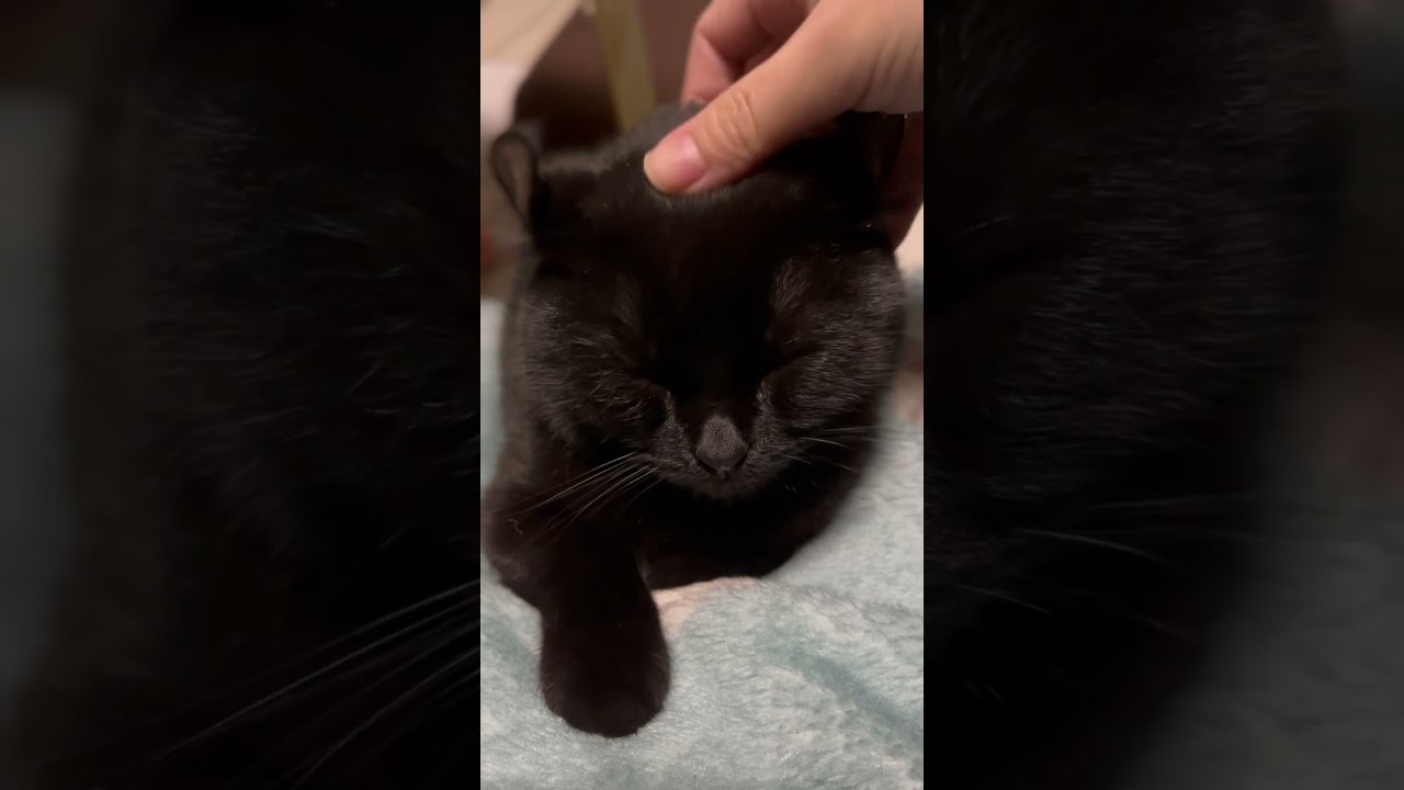 人間のお腹の上で眠る猫様が可愛すぎました…🐈‍⬛🐾最近のエマ様の定位置⋆⸜🧡⸝‍⋆#アメリカンカール #cat #猫 #ねこ #shorts