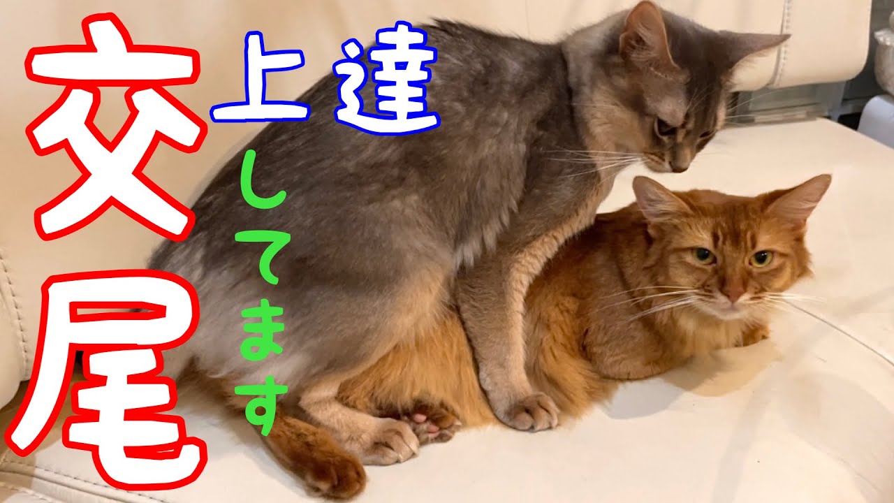 発情した猫が話し合うんです❗️衝撃映像【ソマリ】