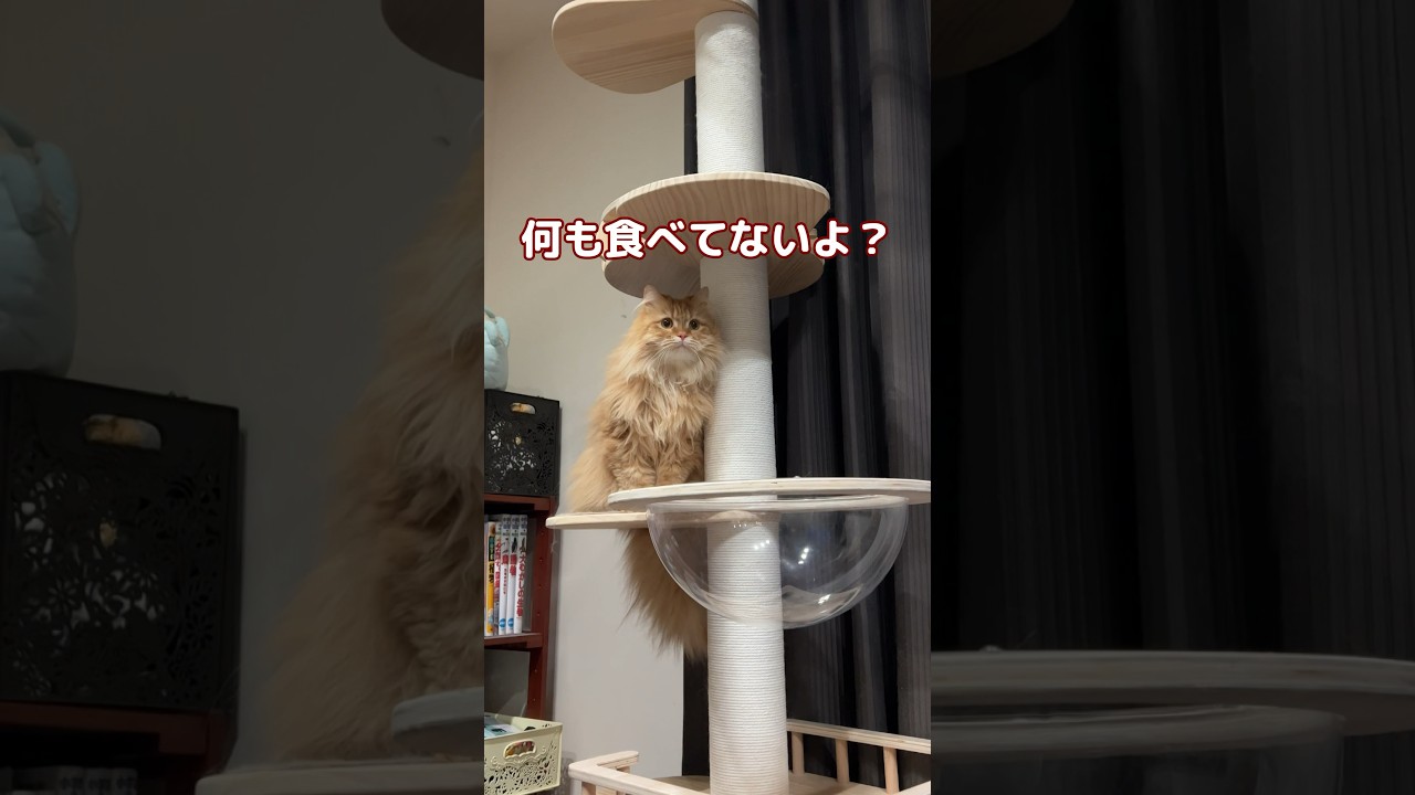 今何か食べたでしょ？ #サイベリアン  #ねこのきなこもち #siberian #siberianforestcat #猫動画