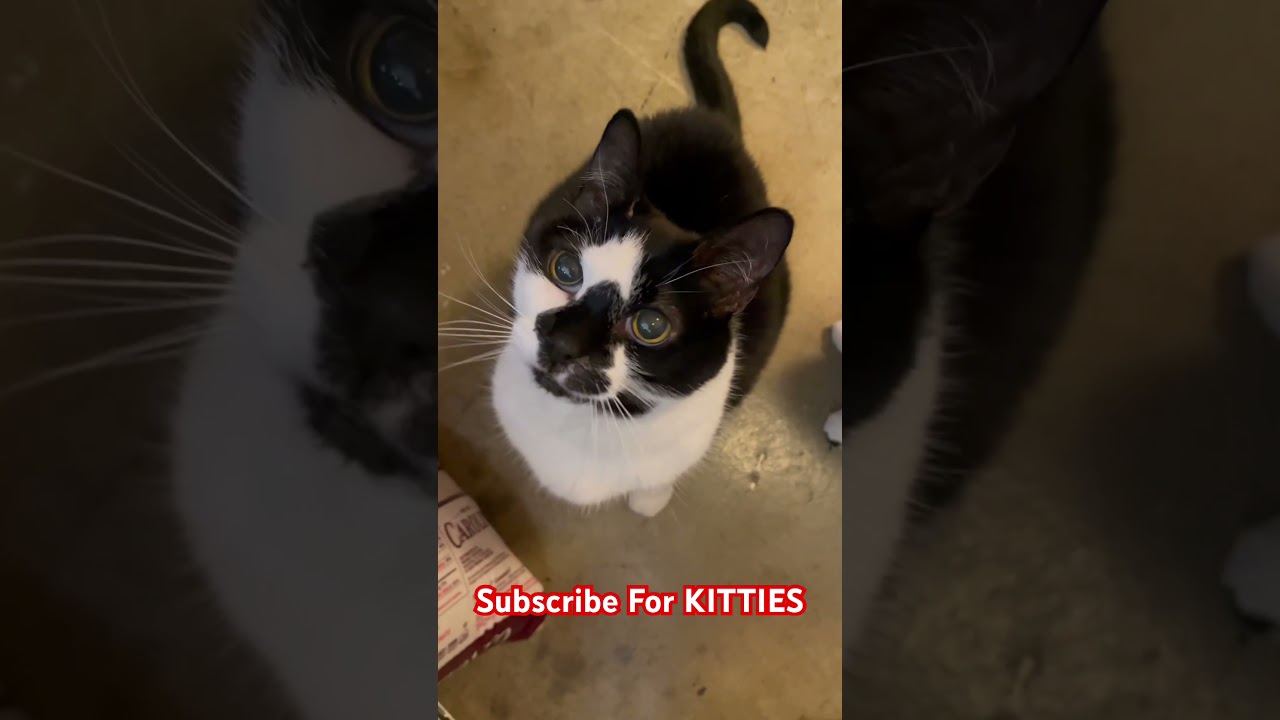 🥰THESE CATS ARE TOO CUTE BEFORE TREAT TIME! #kitty #catlover #cute #cat #pets