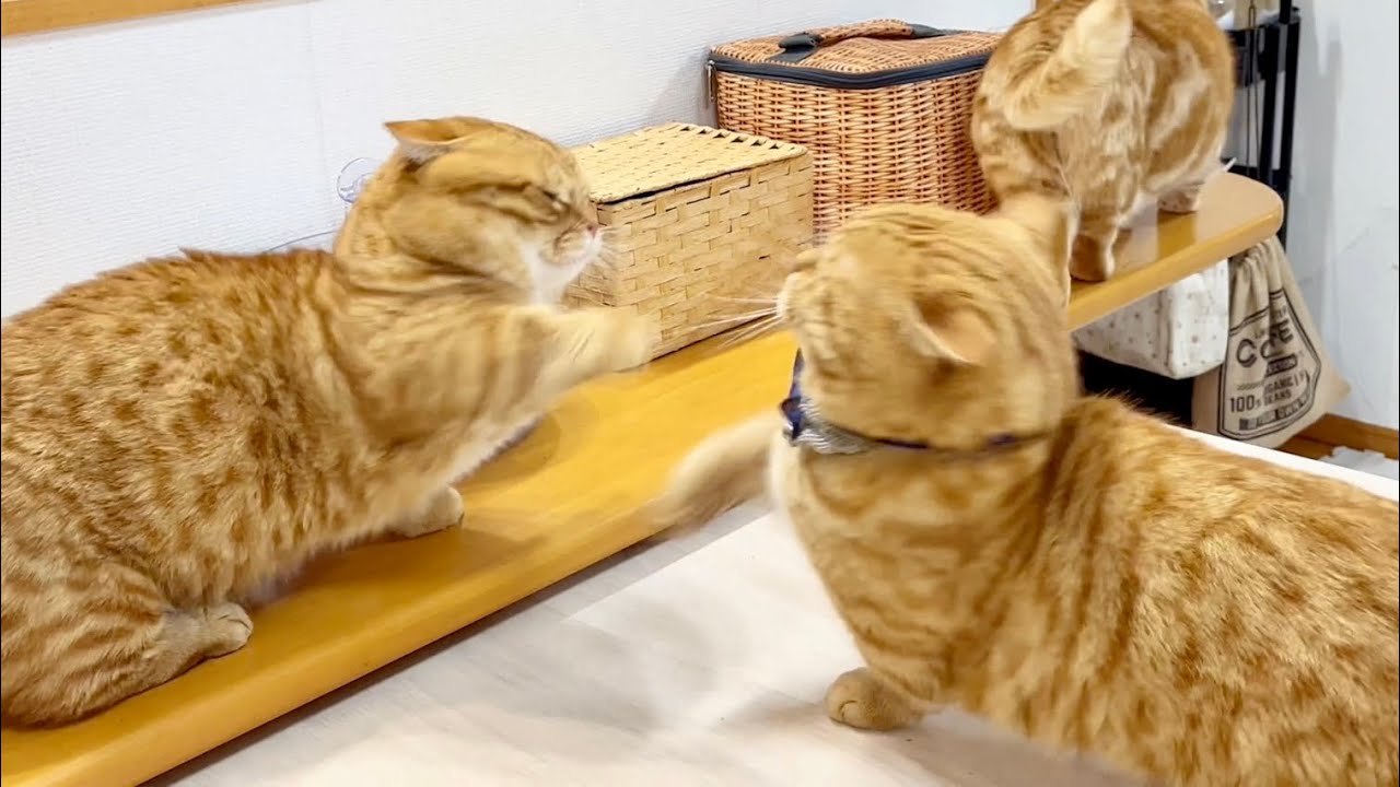 マンチカン同士のパンチは決して当たらない！ #猫 #マンチカン