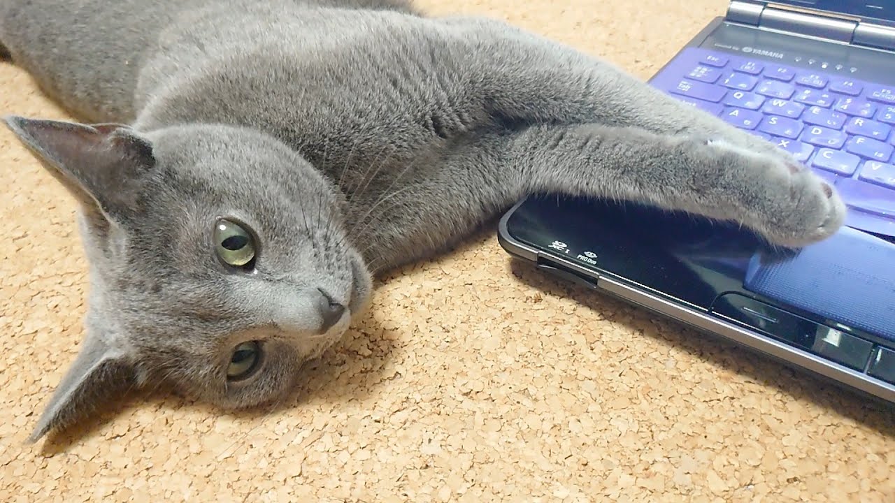 【猫動画】撫でてもらって満足したら、次はPCを使う邪魔をするロシアンブルー【russianbule】Russian blue that gets in the way of using your PC