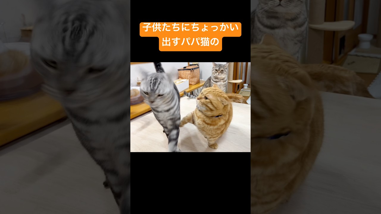 子供たちにちょっかいを出すパパ猫の... #猫 #マンチカン #shorts