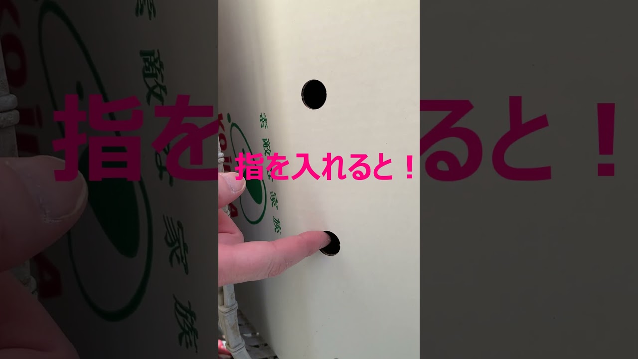 アメリカンカールの猫うちにくる