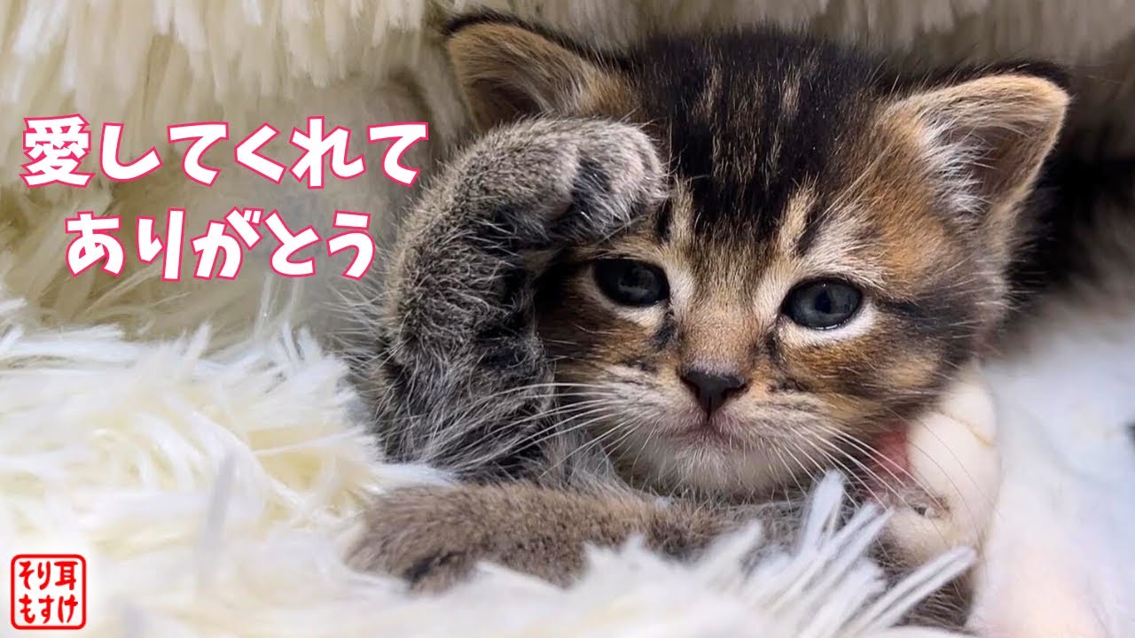 いっぱい愛された小さな女の子の一生懸命に生きた証【９９日の成長記録】