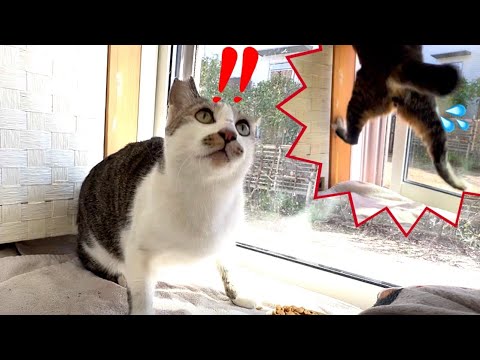 お隣の子供の奇声でパニクって暴れる地域猫さん