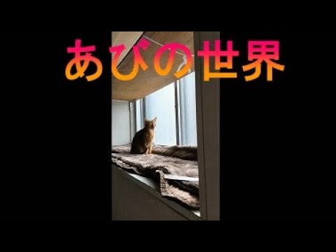 ネコ動画あび＃2537　あびの毎日　アビシニアン　あび
