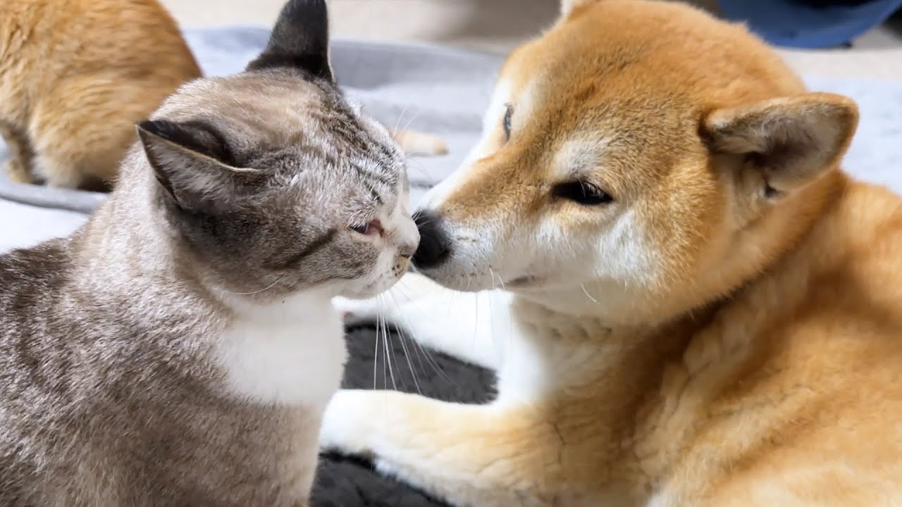 寒くなると8割の猫はこうなります笑
