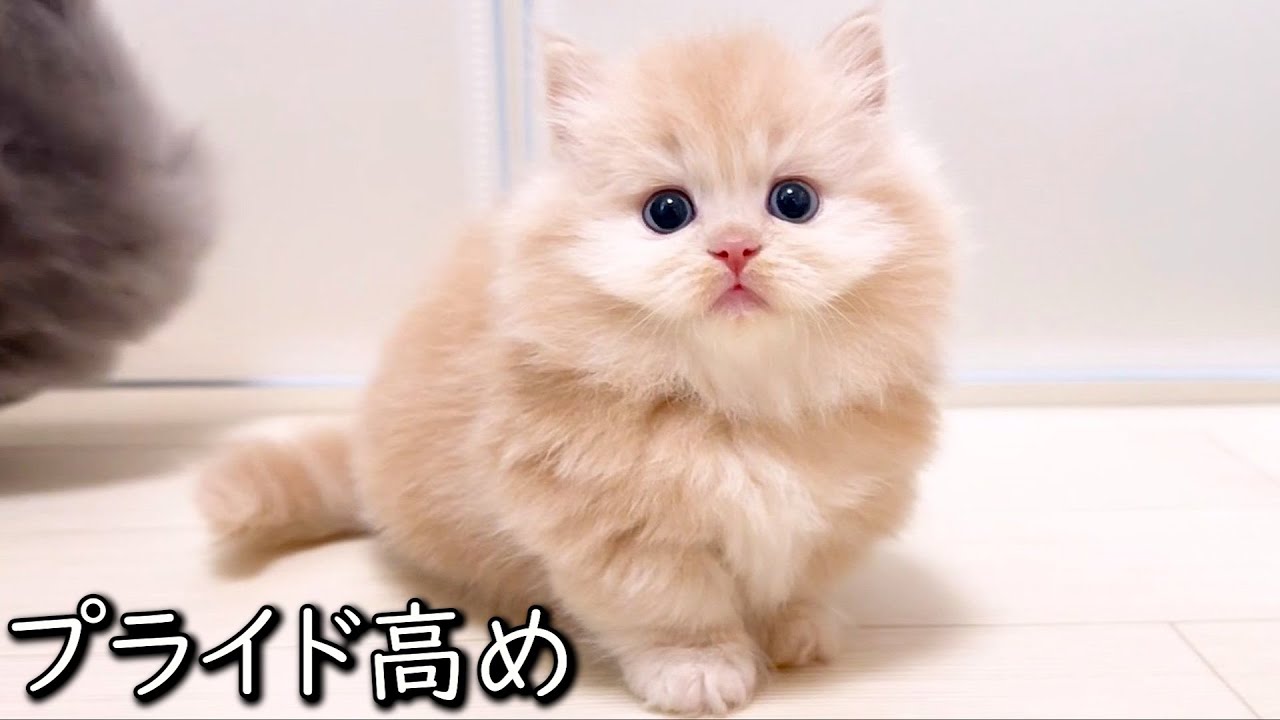 【マンチカンの子猫】子猫ちゃんはプライド高め女子な件 ∼猫のいる生活Vol.838~ 出産動画 マンチカン短足・ミヌエット・ペルシャ猫専門ブリーダー『ペット蔵人』【子猫の成長記録】