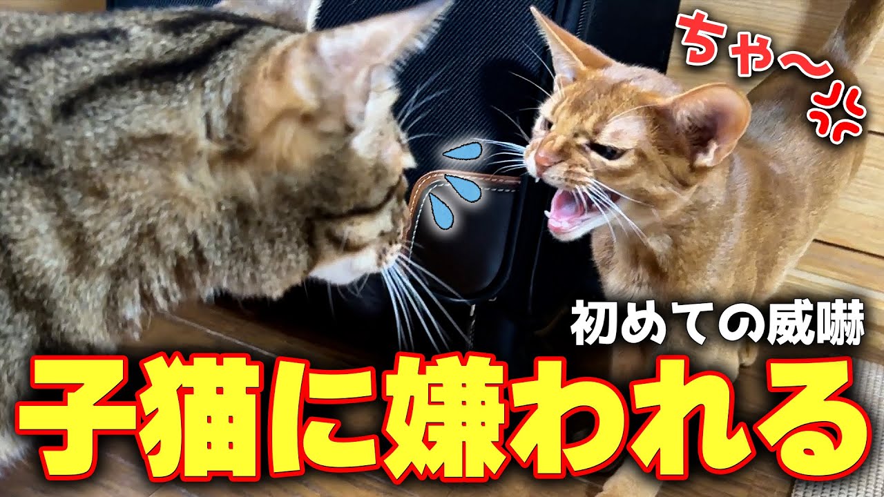 子猫に完全に嫌われてしまい落ち込んでしまう猫