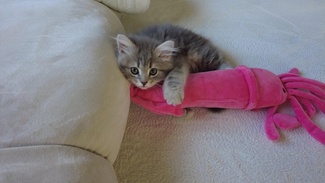 サイベリアンの子猫の「りりちゃん」がお疲れモード・・・原因は？