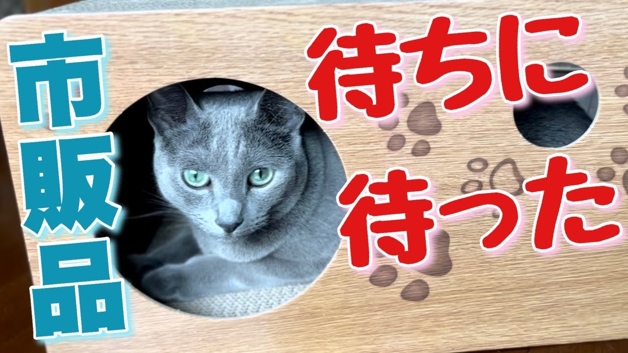 ロシアンブルー | DIY以外のハウスを貰えた猫の喜びと新たな疑惑 [Russian Blue cat Kotetsu] The cat's joy and doubts with new house