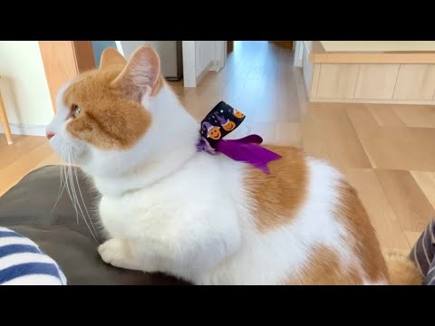 ねことヒトの穏やかな時間【短足マンチカン】#769