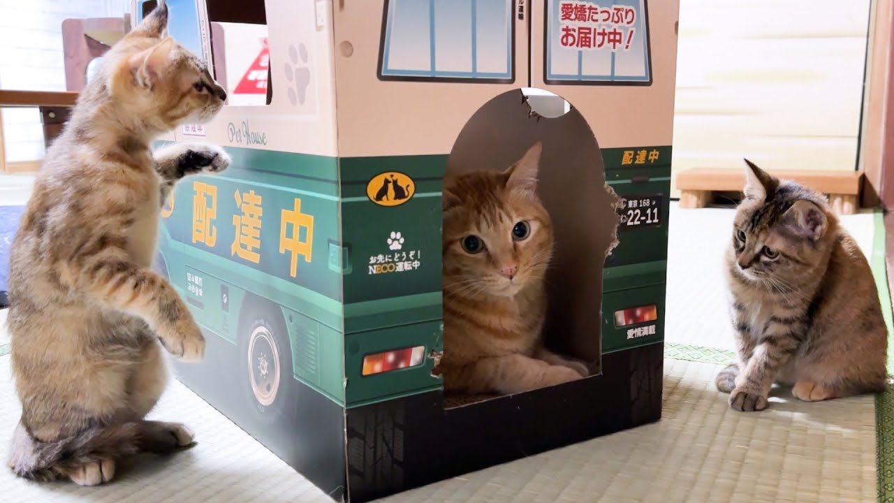 先輩猫にパンチをされた子猫が可愛すぎました