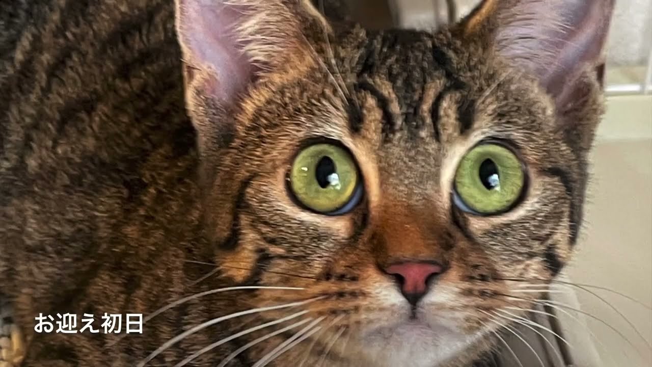 オシキャットのユエお迎えしたよ　初日の様子 #Shorts #猫 #catlover