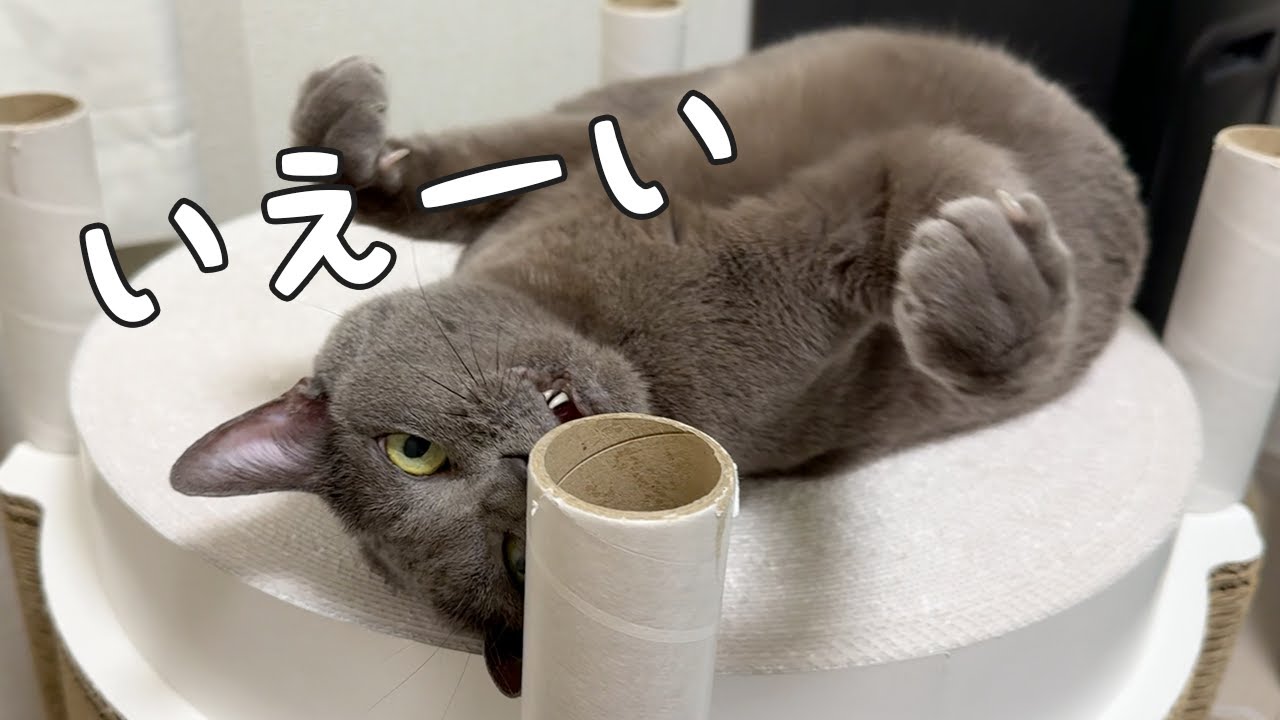 暖房がついた部屋で喜んで荒ぶる猫ハムちゃんｗ